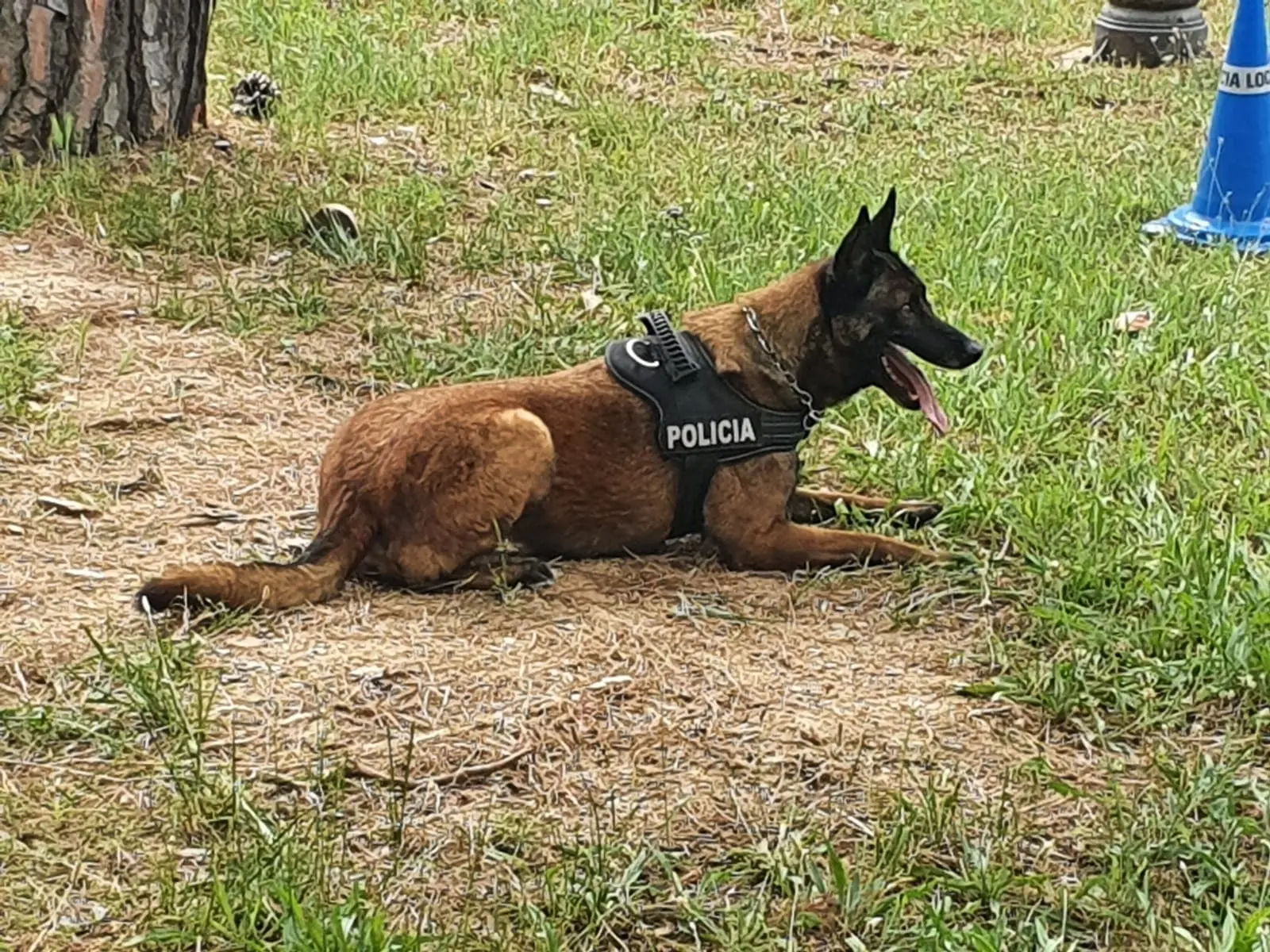 El Pastor Belga Malinois